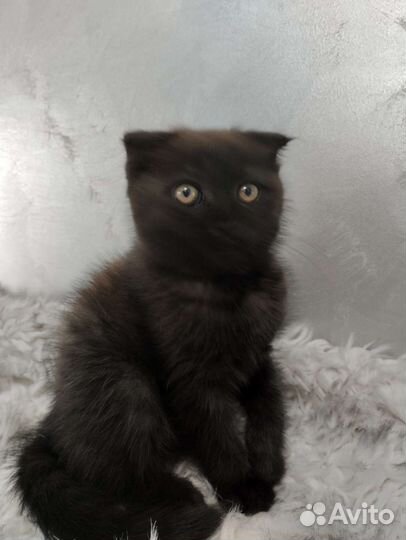 Отдам котенка девочка вислоухая, возраст 2месяца