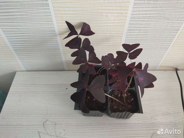 Кислица оксалис