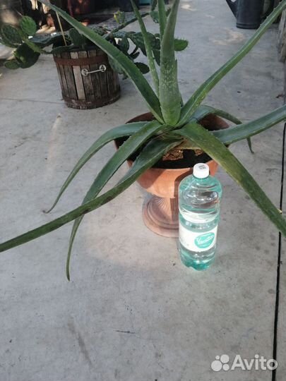 Алоэ вера 3 года