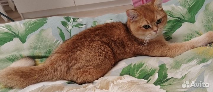 Три британочки