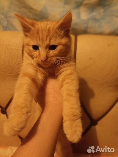 Котенок в добрые руки