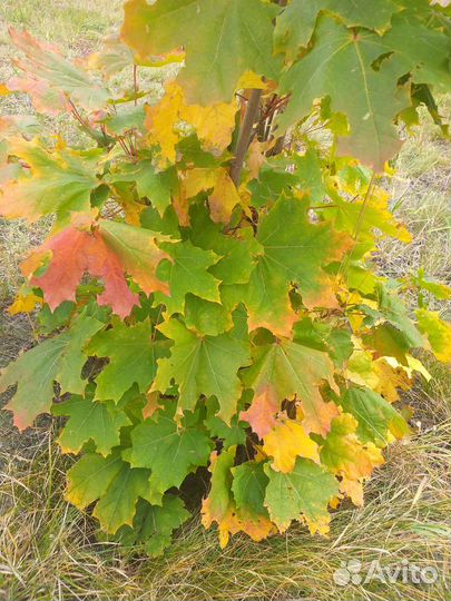 Клён дерево