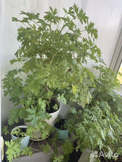 Пеларгония герань лимонная душистая