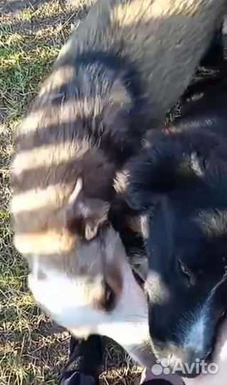 Маленькая собачка в добрые руки