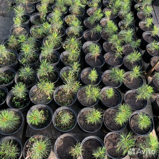 Саженцы кедра 5 лет