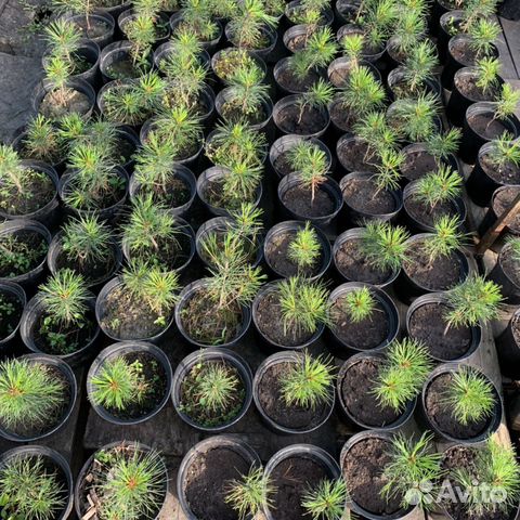 Саженцы кедра 5 лет