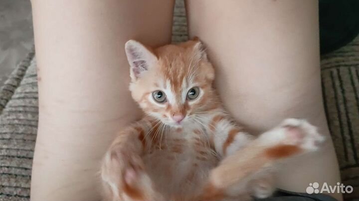 Кошка в дар