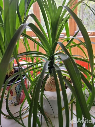 Комнатные растения пальма