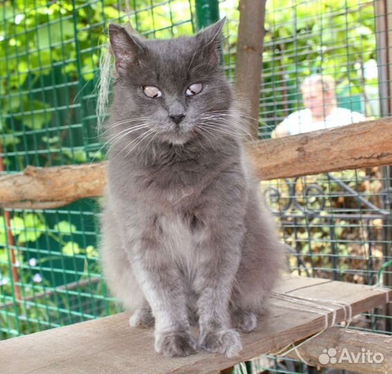 Особенная кошечка Вита ищет дом