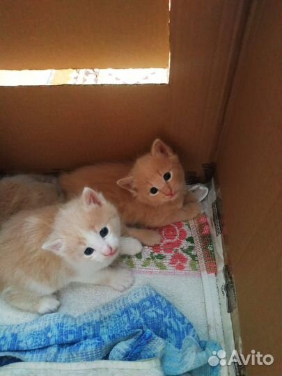 Рыжие котята