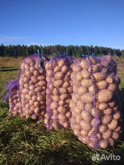 Картофель. Развоз 11.09.23. Продукты питания.Мед