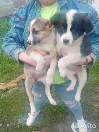 Собака в добрые руки щенок