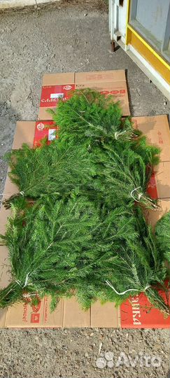 Веники пихтовые для бани