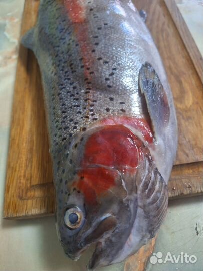 Форель с/м