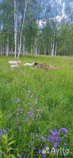 Вареная сгущенка домашняя