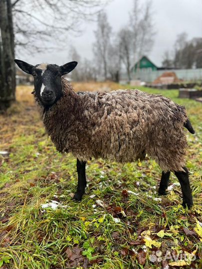 Овцы бараны
