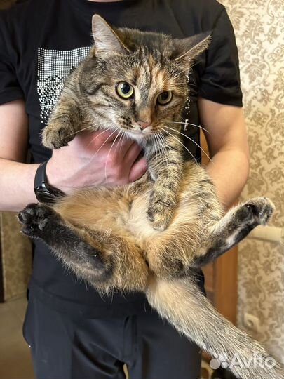 Кошка в добрые руки