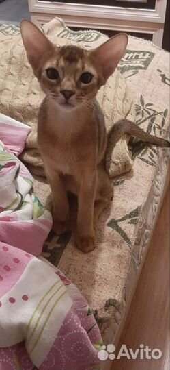 Абиссинский котёнок