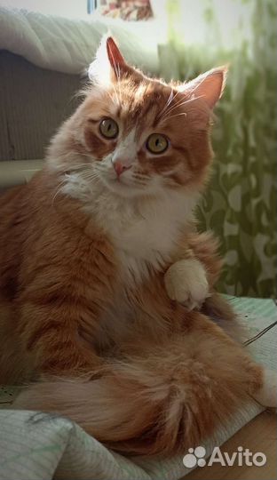 Рыжик в добрые руки