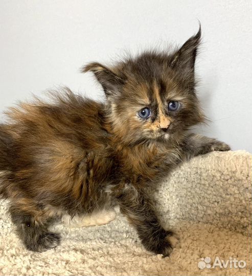 Девочка Мейн Кун