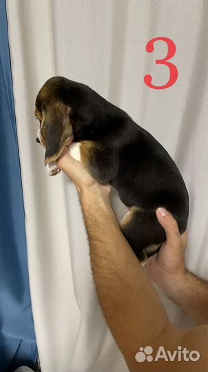 Щенки бигль