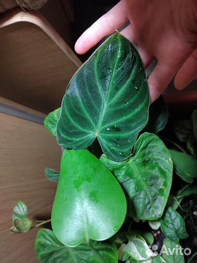 Филодендрон, монстера, эпипремиум, перец