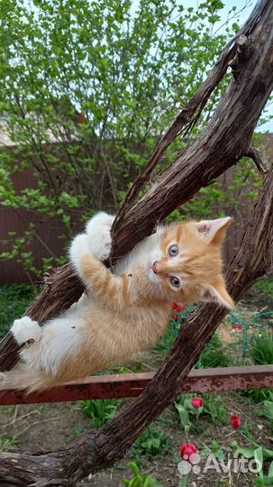 Котята в добрые руки бесплатно