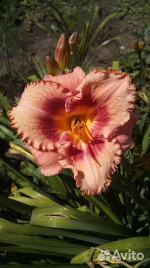 Предлагаю корневище Hemerocallis 