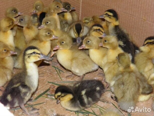 Молодняк,Куры,утята.гусята.ц.бройлеры