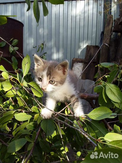 Котенок в добрые руки, мальчик, 2 месяца