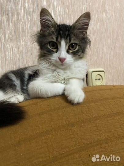 Котенок в добрые руки