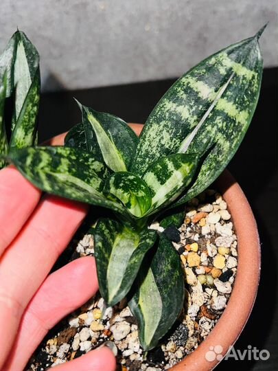 Сансевиерия Ханни Страйкер