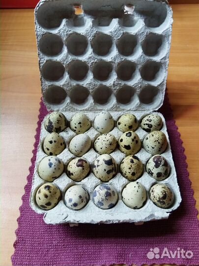 Яйца перепелиные домашние