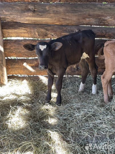Телята бычки и телочки