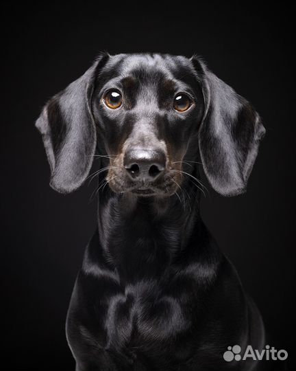 Фотограф анималист, фотосессия в студии