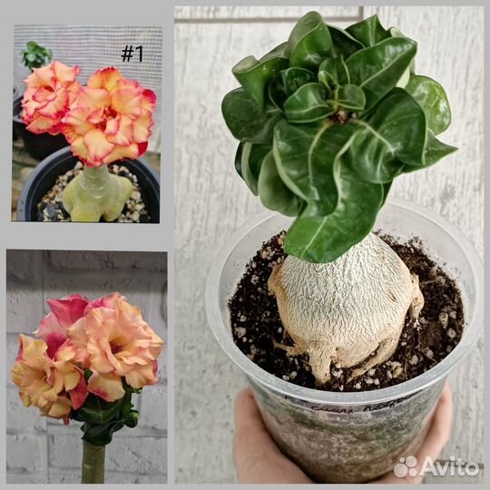 Махровые мини адениумы