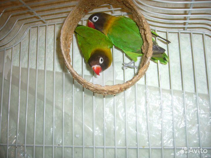 Попугаи неразлучники пара с клеткой