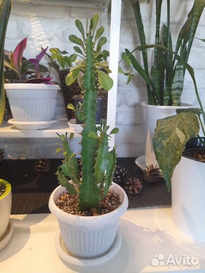 Молочай треугольный (Эуфорбия Тригона)