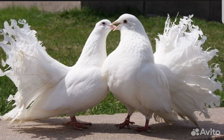 Голуби павлины белые голубки