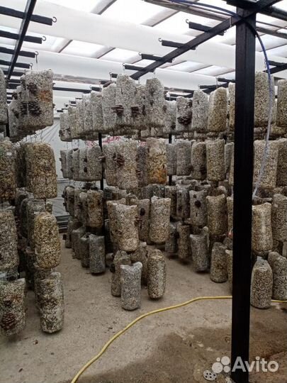 Грибные блоки вешенка