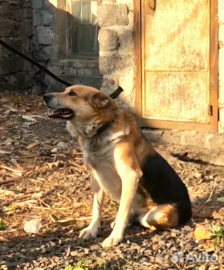 Отдадим настоящего красавца в заботливые руки