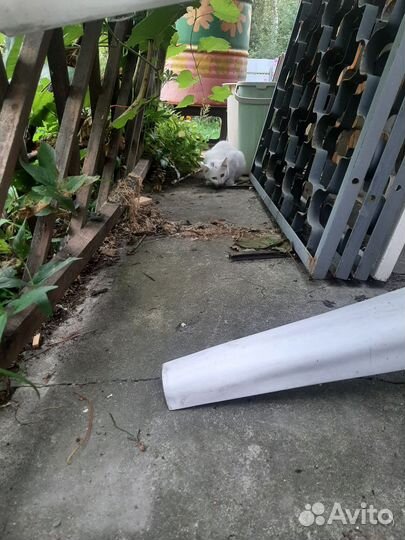 Котята в добрые руки бесплатно