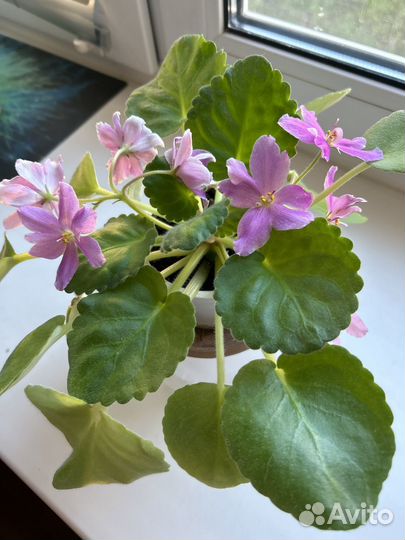 Фиалки разные