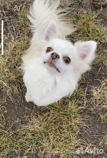 Кобель для вязки