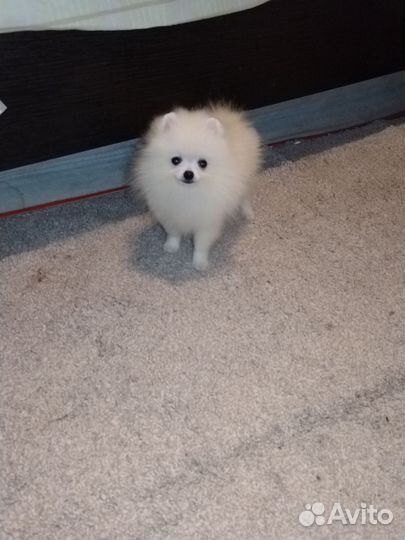 Супер мини белые малыши