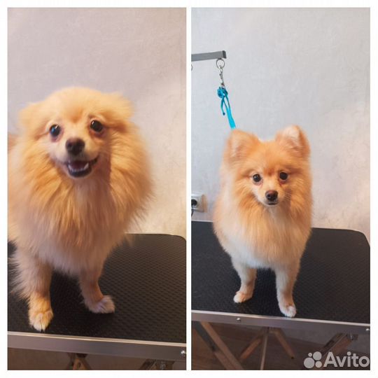 Груминг Грумер Стрижка собак