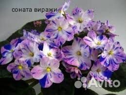 Сортовые фиалки, детки, листья