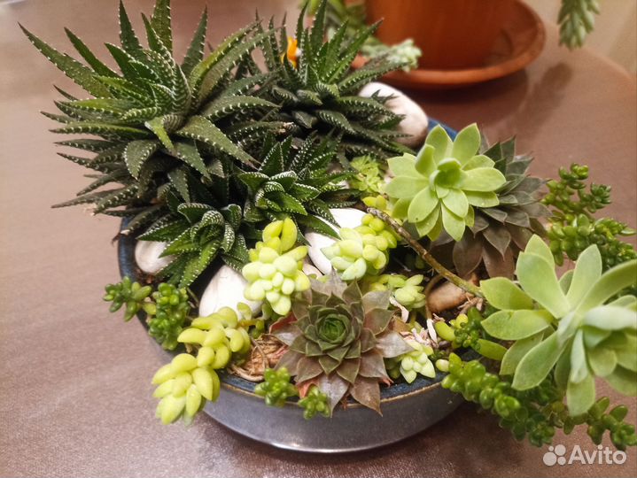 Сукуленты на обмен