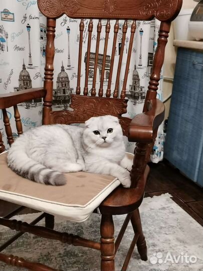 Британские котята