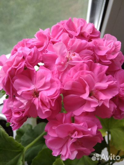 Пеларгонии сортовые
